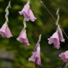 Diermama pulcherrimum - Abriachan Nurseries